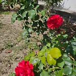 Annoula Archangelos (Rhodes)