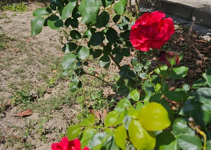 Annoula أرخانجلوس