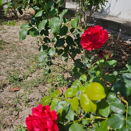 Annoula Archangelos (Rhodes)