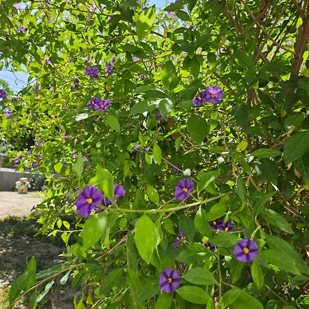 Annoula 4* Archangelos (Rhodes)