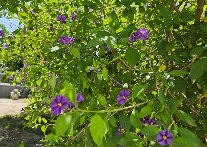 Annoula 3* Archangelos (Rhodes)